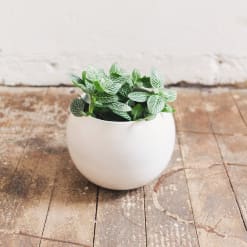 Fittonia Blanca